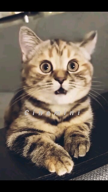 supercat is singing a song cuteanimal Cats Cat Supercat story Entertainment Cats&Kittens funnycats