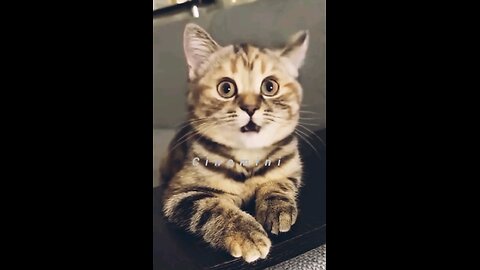 supercat is singing a song cuteanimal Cats Cat Supercat story Entertainment Cats&Kittens funnycats