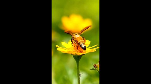 Busy Bee - Nature & Ambient Music #relaxing #sleep #meditation #study #nature #wildlife #travel #bee