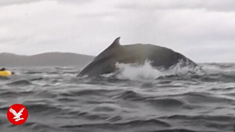 Whale swallows kayaker | kayaker swallowed by whale man swallowed by humpback whale