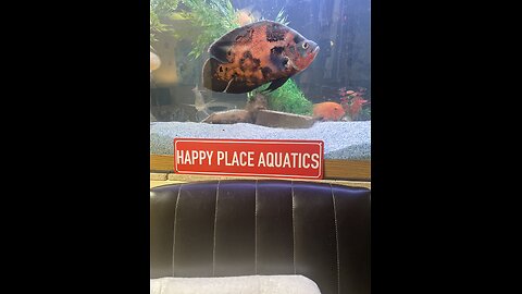 So What's New For Happy Place Aquatics?