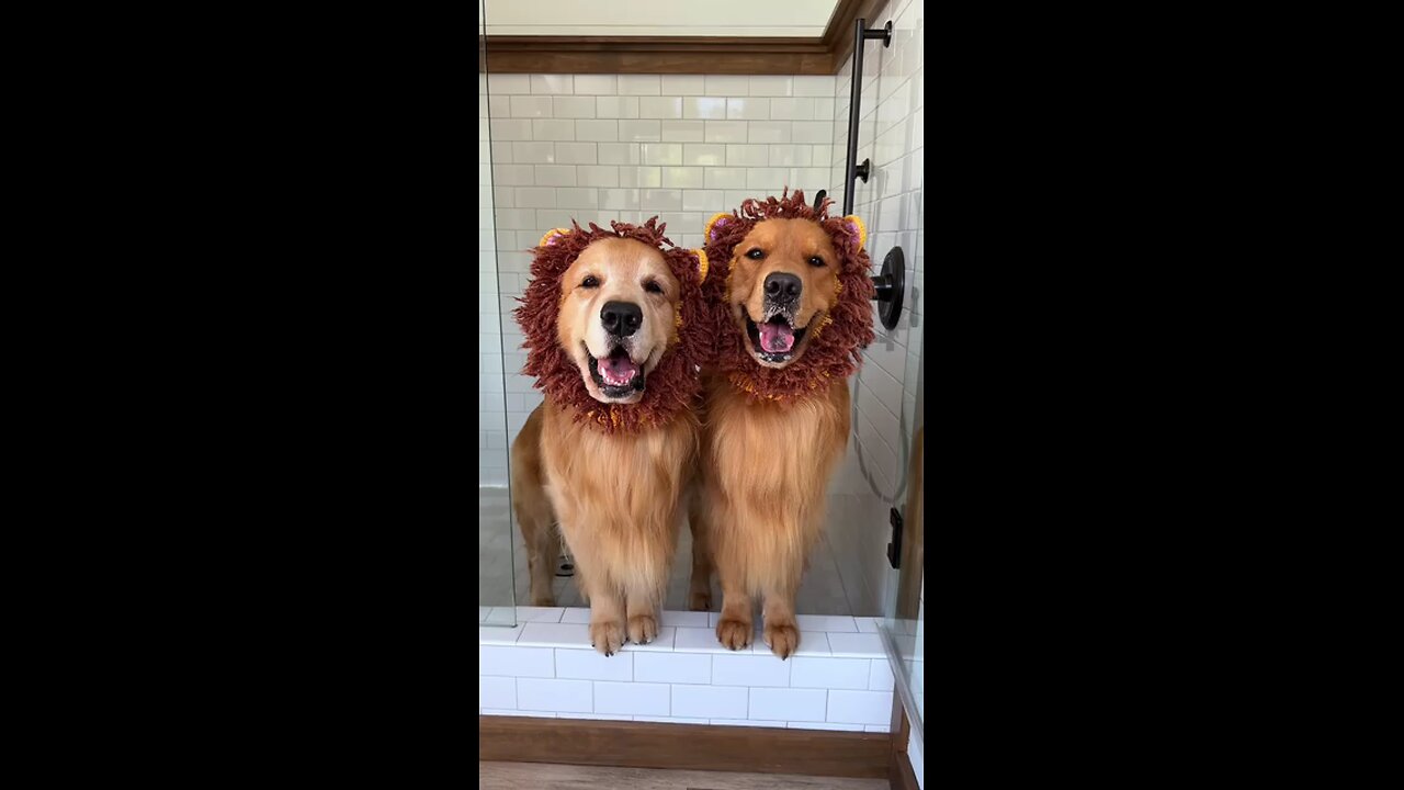 How I Groom Two Golden Retrievers..