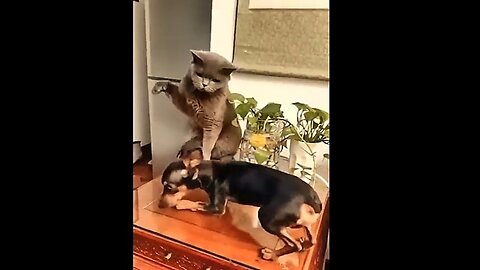 Funny cats and dogs | Hilarious pet videos