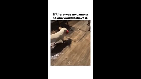 caught on camera dog funny video