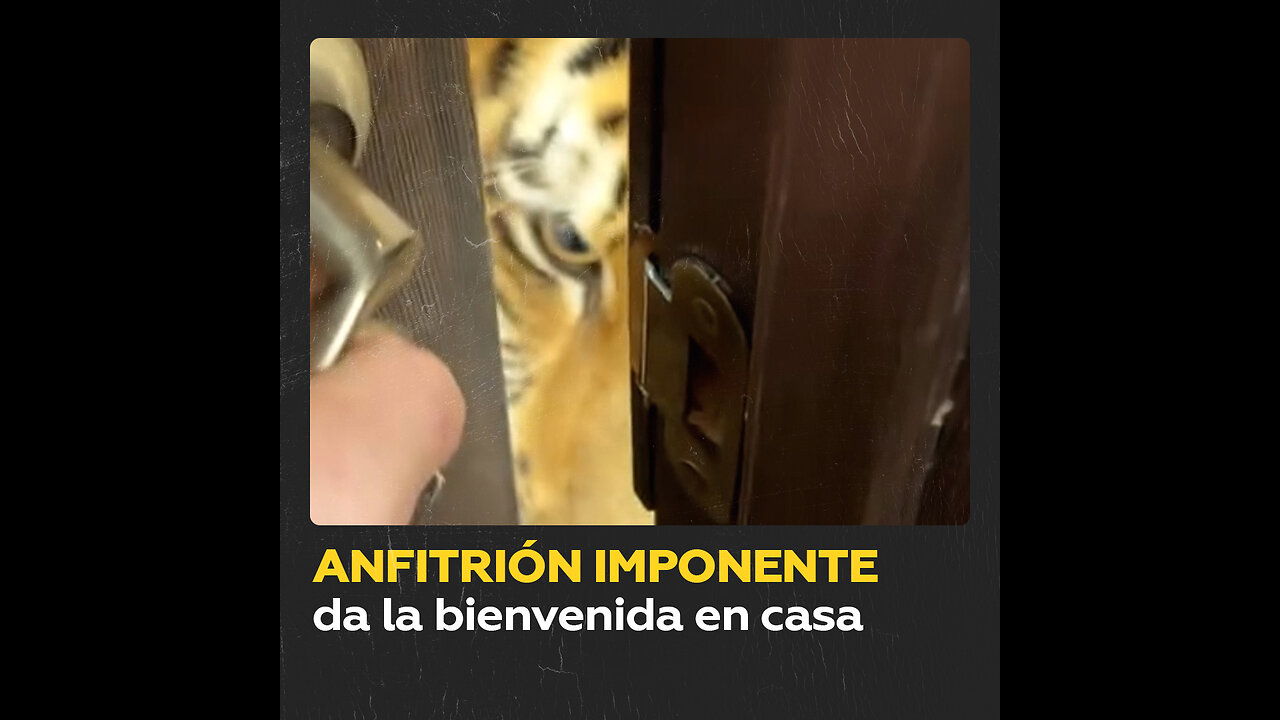 Una mirada penetrante da la bienvenida en casa