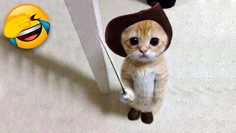 Funny Cat Videos - That's So Funny 😂😹