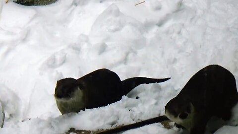 River Otters