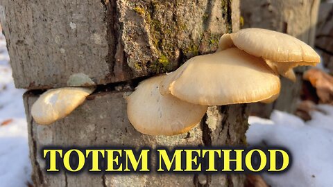 How to Inoculate Mushroom Totem Logs