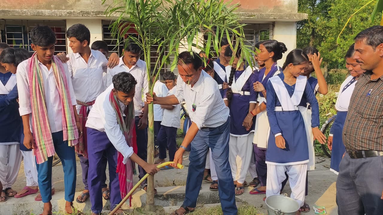 Tree Plantation