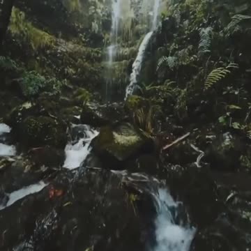 Jungle view nature 🥰🥰🥰