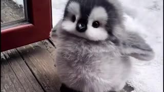 Feeding a baby penguin