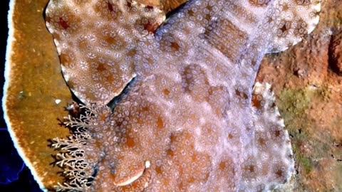 Bearded Wobbegong 🦈 This is a marine shark that lives