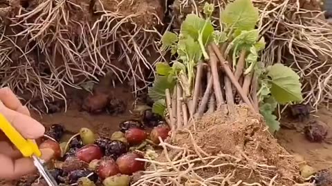 Plenty of beautiful grapes seeding #cactus #banana #satisfying #mukbang #mango #farming #fruit