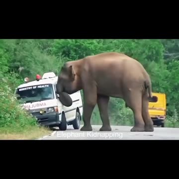 🐘 Giant Elephant Attacks Ambulance