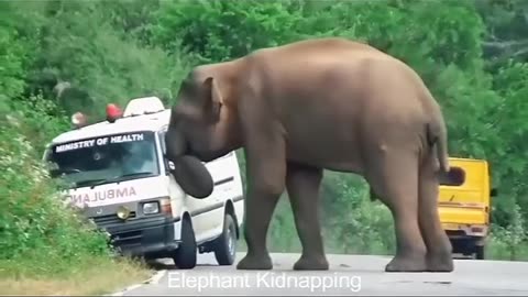 🐘 Giant Elephant Attacks Ambulance