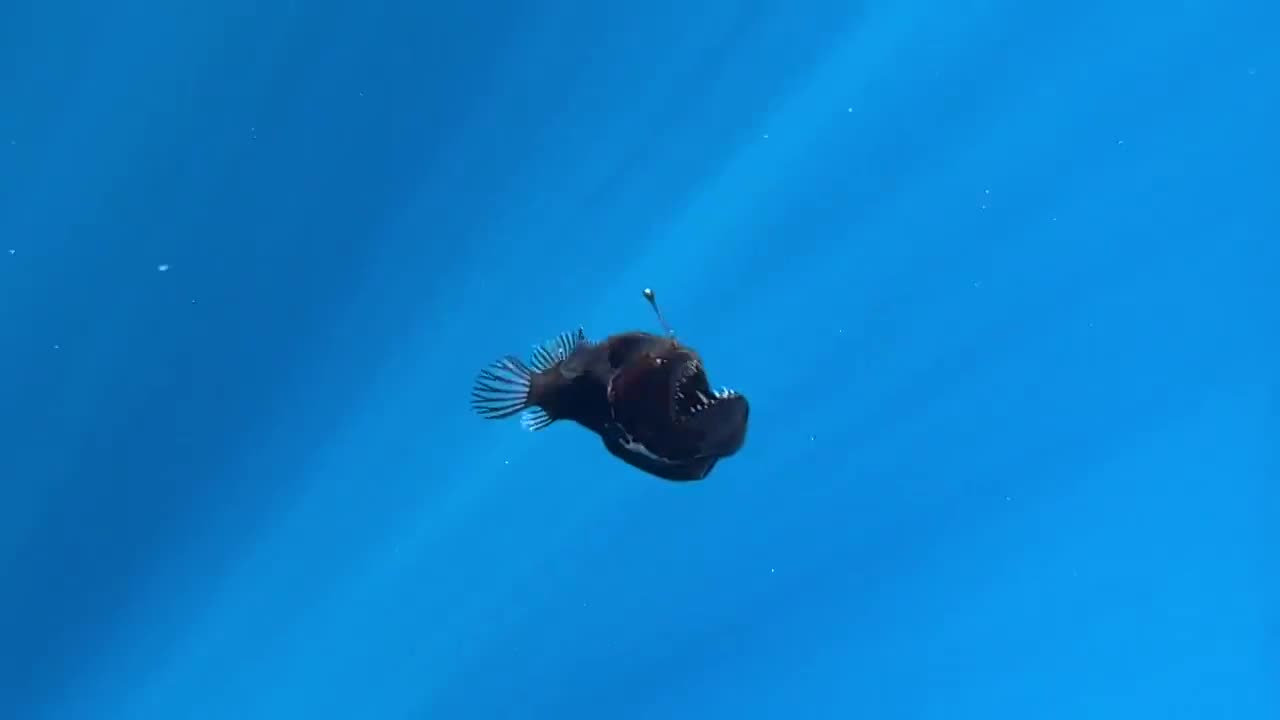 Worlds Ugliest Fish?