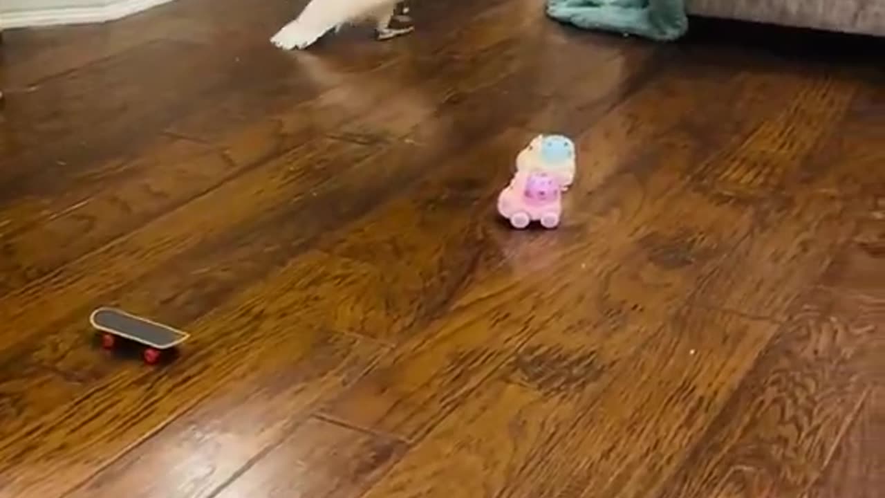 Arguing with a parrot that's something you don't see everyday
