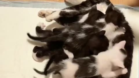 Mama cat brings her baby to the store whose owner helped her 🥹❤️