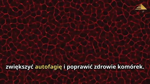 Spermidyna – Klucz do Długowieczności! 🔬 Jak Działa i Czy Może Spowolnić Starzenie?