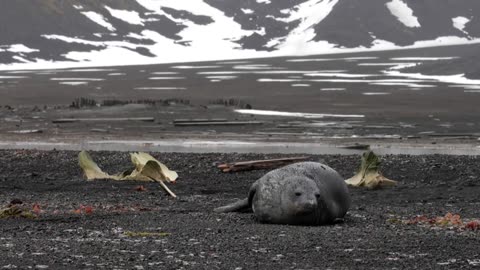 Reporter chased by a seal in Antarctica