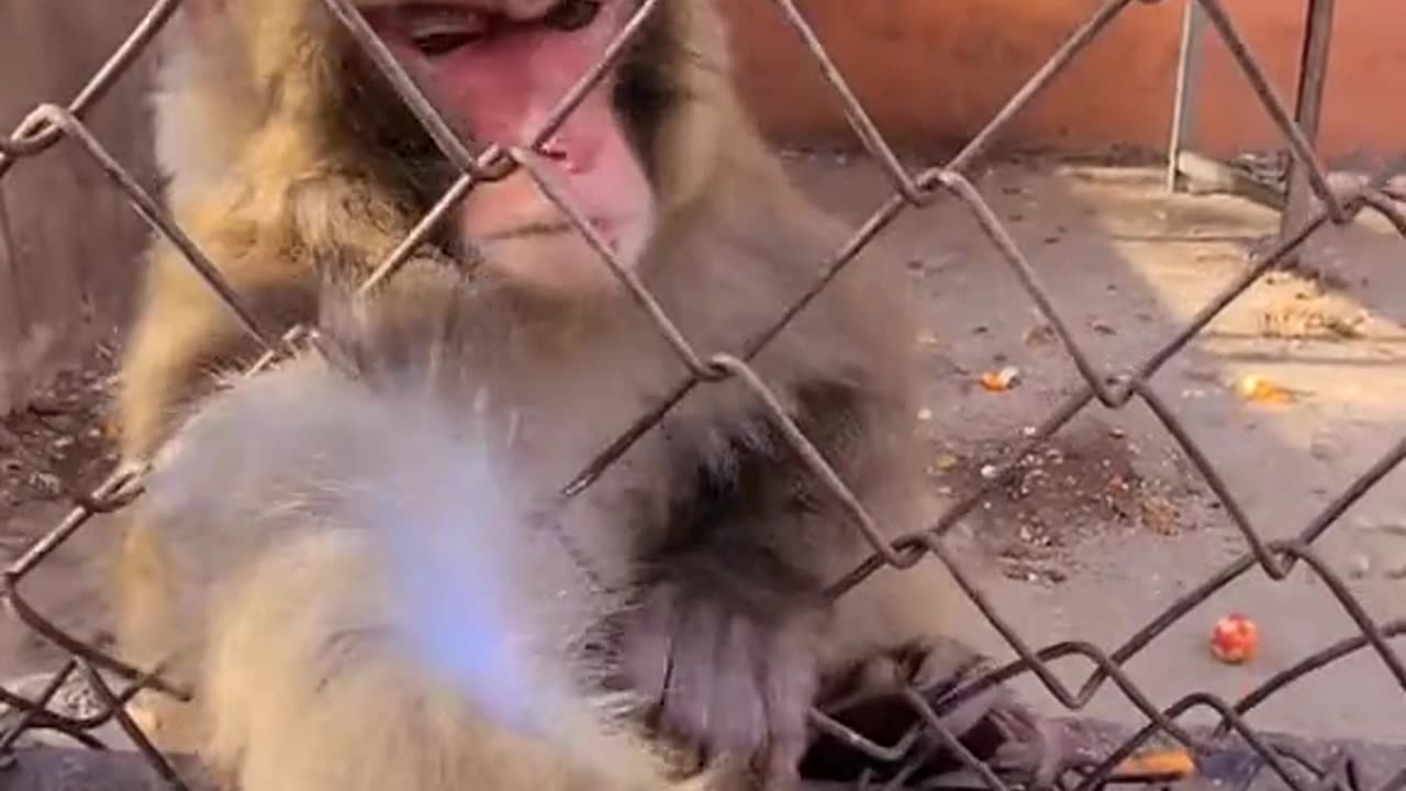 This monkey gets angry when it is fed