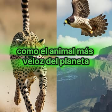 ¿Qué animal es el más veloz del planeta?