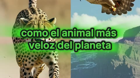 ¿Qué animal es el más veloz del planeta?