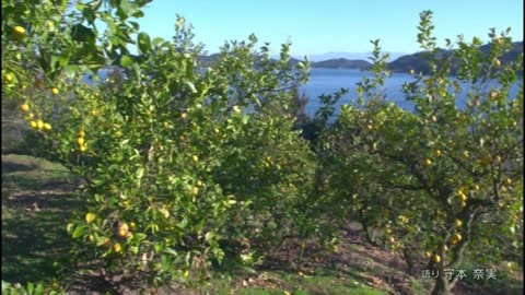 ニッポンの里山 ふるさとの絶景に出会う旅 「サクラと暮らす島」愛媛県 上島町