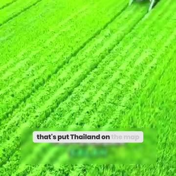 Why Thai Farmers 'Waste' Rice – The Shocking Truth Behind This Practice