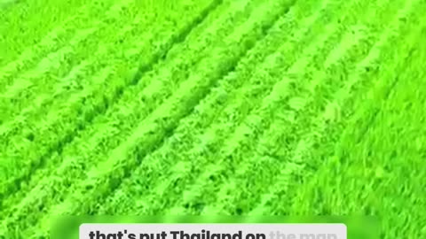 Why Thai Farmers 'Waste' Rice – The Shocking Truth Behind This Practice