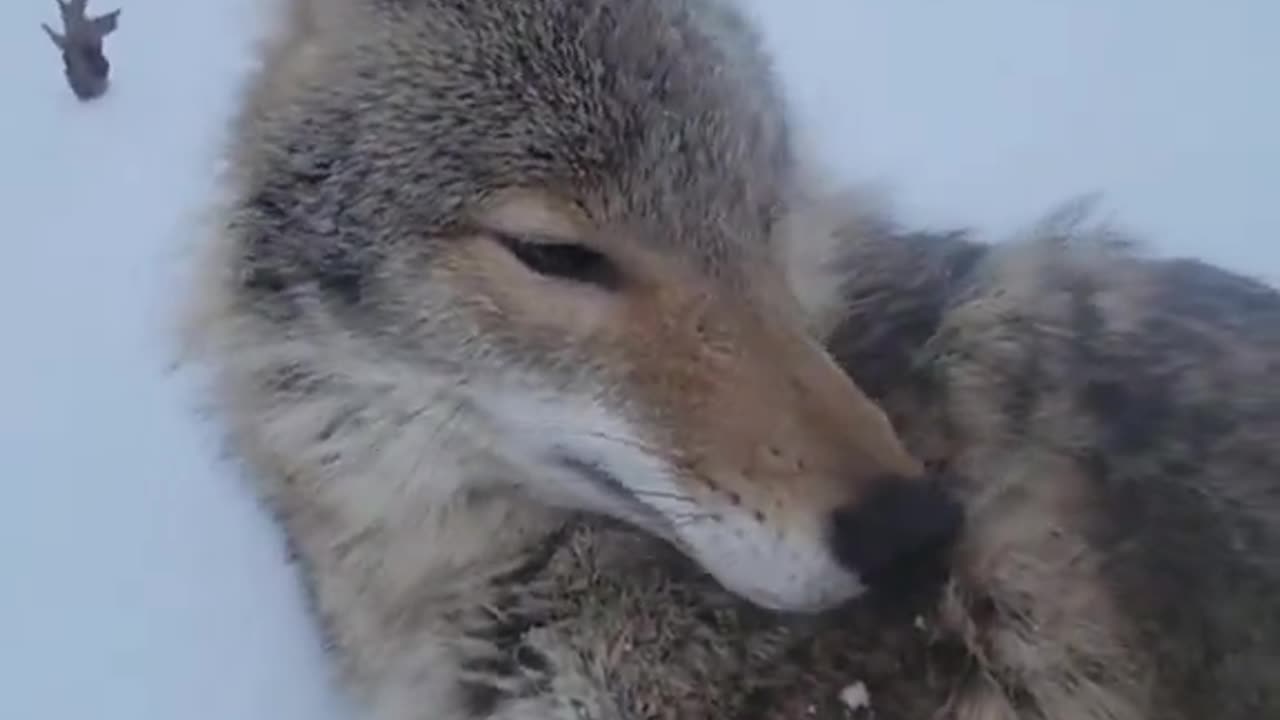 Pretty sure this is how it happened many thousands of years ago.