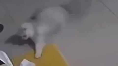 Cat's drifting
