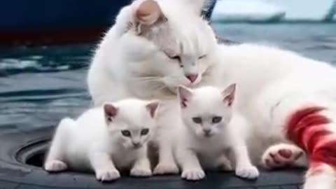 Rescue Team Saves Cat and Her Kittens Floating in the Sea!