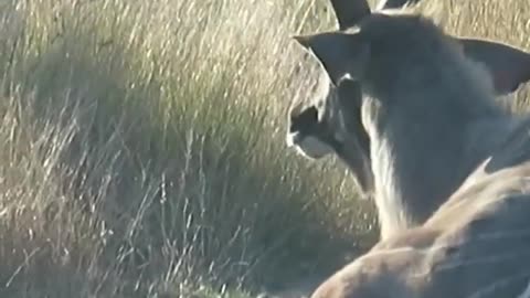 Kudu Survives Lion Attack and Gets Stranded on the Road