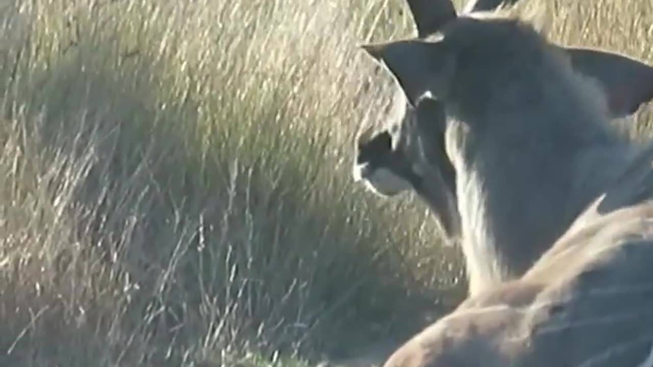 Kudu Survives Lion Attack and Gets Stranded on the Road