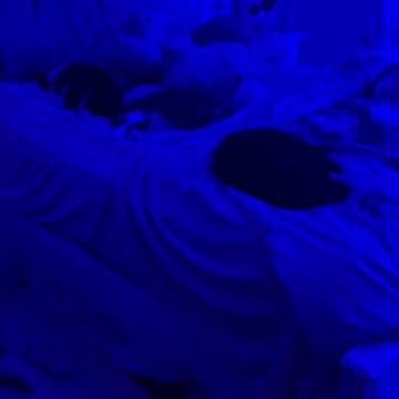 Peaceful Sleeping Kitties