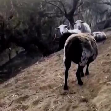 CodezVII - ⧸⧸⧸⧸⧸⧸⧸⧸⧸⧸