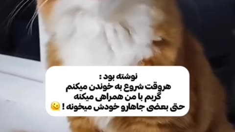 Whenever I sing, my cat sings with me😂😂😅🥰