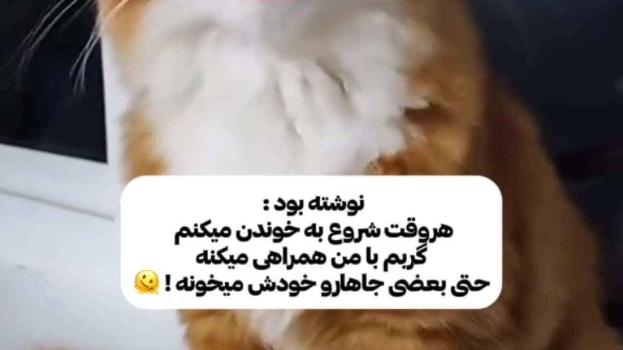 Whenever I sing, my cat sings with me😂😂😅🥰