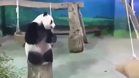 The timing of a panda.. 😂