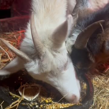 Breakfast in the barn!