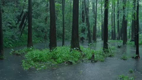 The beautiful mountain forest is raining