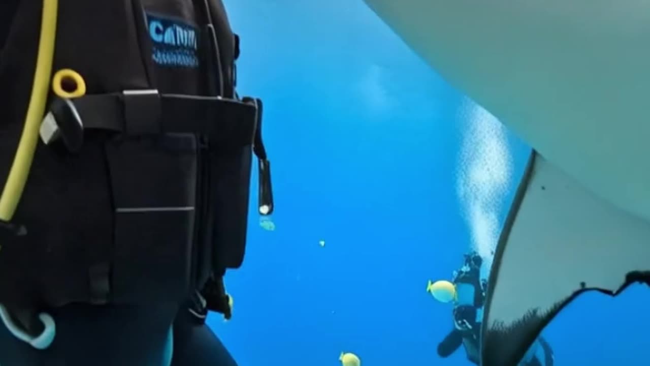 Brave woman in the deep sea with sharks