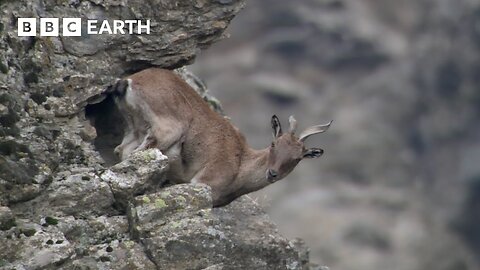 Baby Goats do Parkour to Escape a Leopard