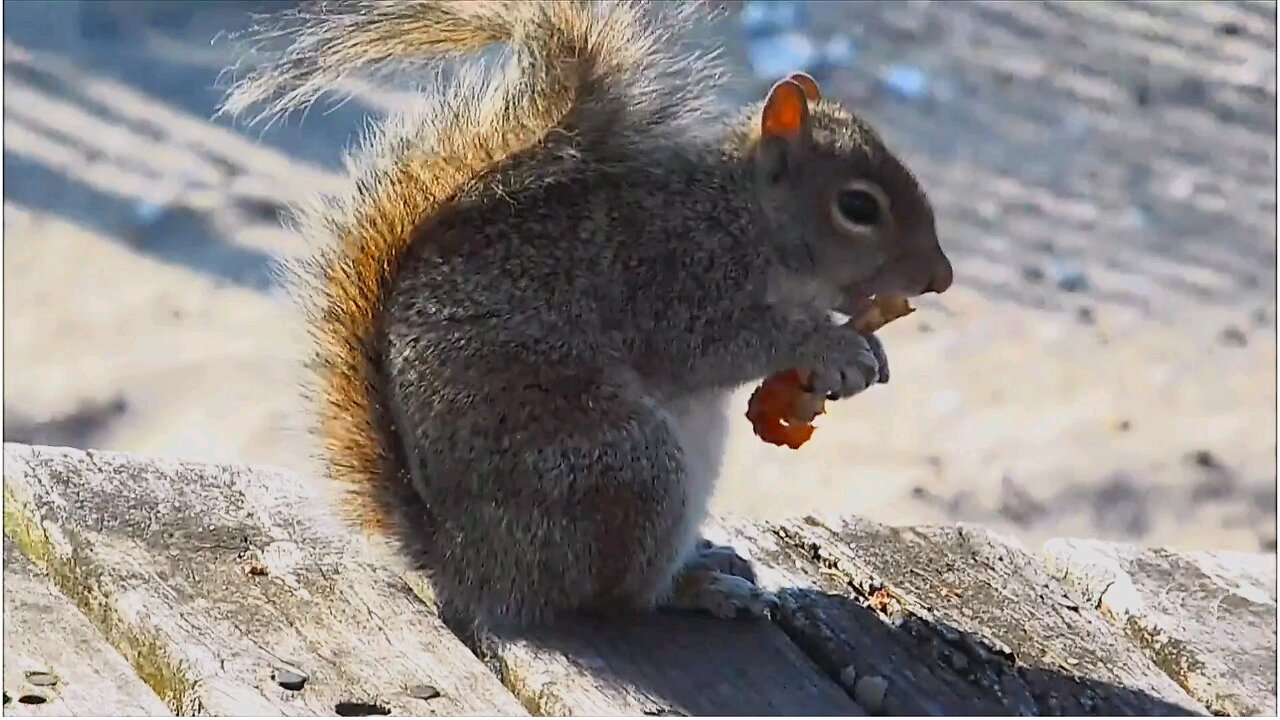 "Adorable Squirrel Enjoying Its Meal - Must Watch!" #squirrel