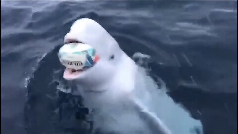 PLAYING FETCH⛴️🤽‍♂️🏉🐋📸WITH FRIENDLY BELUGA WHALE⛴️🤿🏉🐋💫