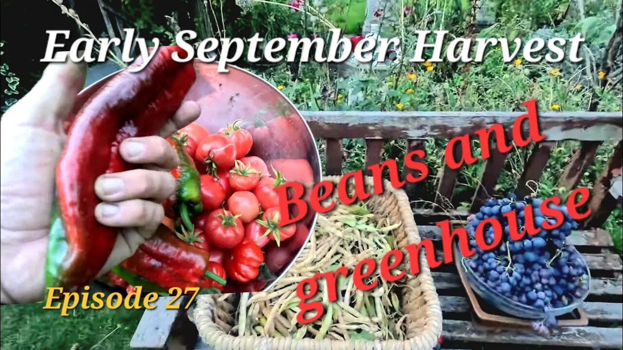 Early September harvest