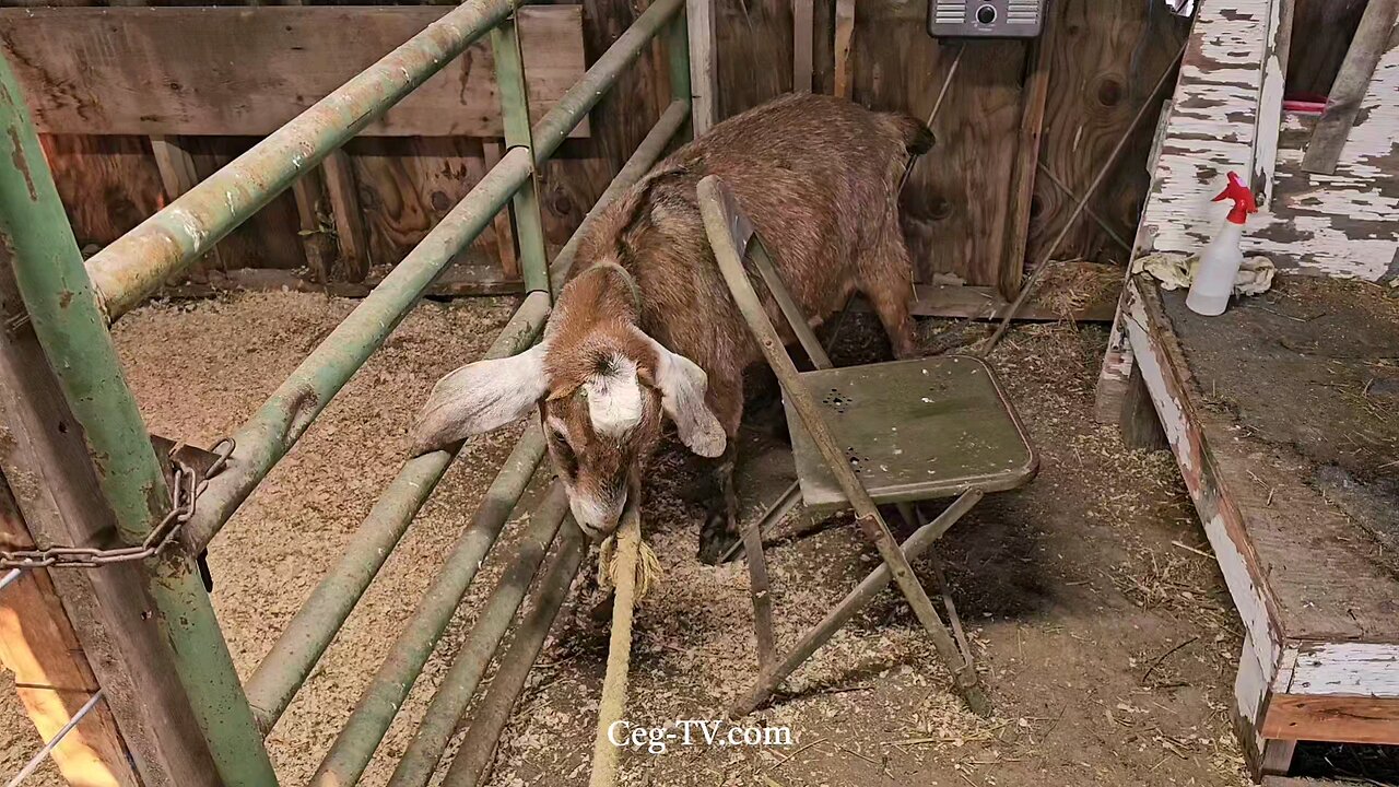 Graham Family Farm: 4:15 PM January 14th 2025