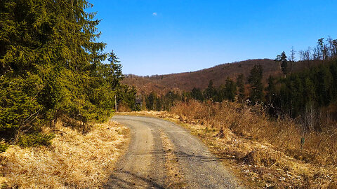 Spring Is Coming - Early Spring Walk In The Forest ASMR