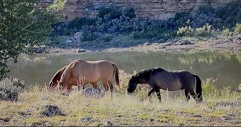 WHOA Wild Horses of America Ep 20 Pryor Mountain in Wyoming by Karen King